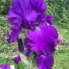 Violet Purple Bearded Iris Tynedale