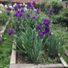 Purple Bearded Iris Tynedale Groups