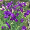 Special Reserve Purple Bearded Iris Tynedale Group