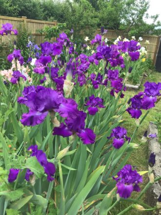 Purple Bearded Iris Tynedale Group