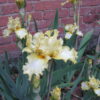 Ruffled Yellow Bearded Iris Sanderling Group