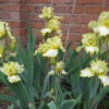 Special reserve Ruffled Yellow Bearded Iris Sanderling