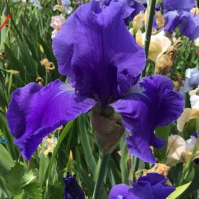 Deep Blue Bearded Iris Wharfedale