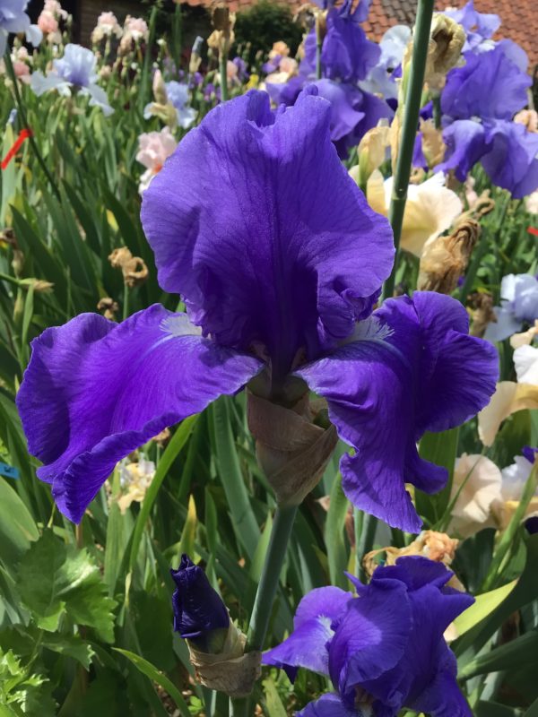 Deep Blue Bearded Iris Wharfedale
