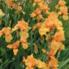 Orange Bearded Iris William of Orange