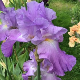 Lavender Pink Bearded Iris Annabel Jane