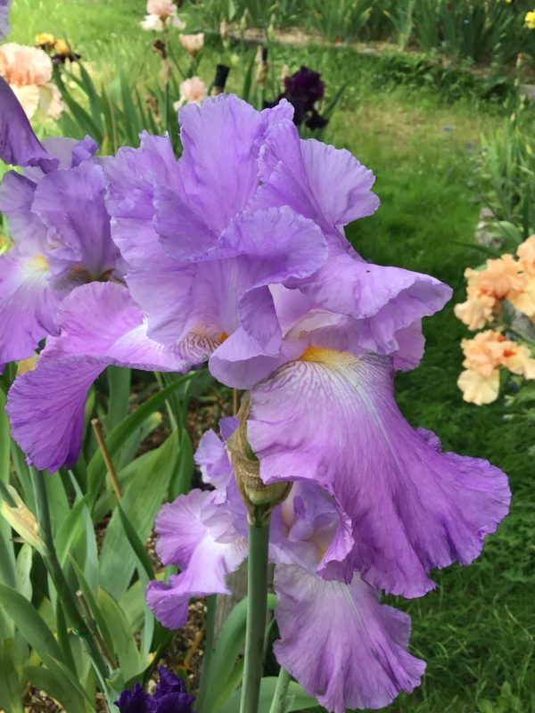 Lavender Pink Bearded Iris Annabel Jane