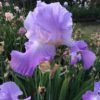 Lavender Pink Bearded Iris Annabel Jane