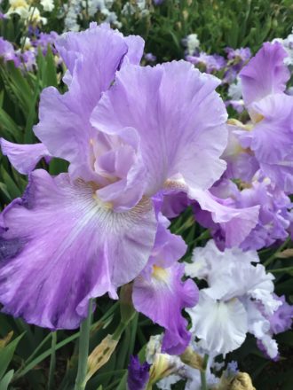 Lavender Pink Bearded Iris Annabel Jane