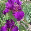 Magenta Purple Bearded Iris Blaeberry Pie