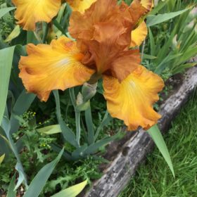 Amber Brown Bearded Iris Givendale