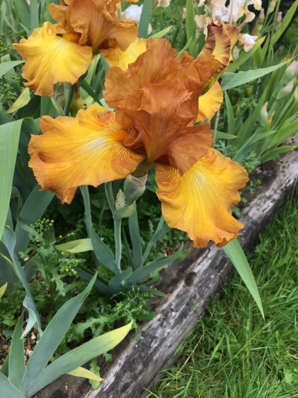 Amber Brown Bearded Iris Givendale