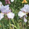 Grey-White Bearded Iris Hen harrier