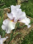 Special Reserve Grey-White Bearded Iris Hen Harrier