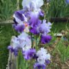 Lavender-Blue Bearded Iris High Peak