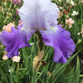 Lavender-Blue Bearded Iris High Peak