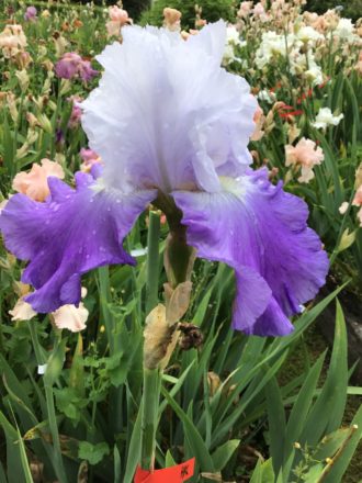 Lavender-Blue Bearded Iris High Peak