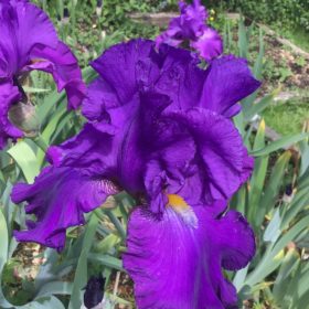 Violet Purple Bearded Iris Tynedale