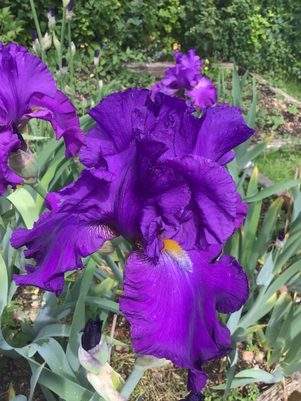 Violet Purple Bearded Iris Tynedale