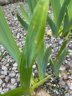 Wet Conditions Cut Back Leaf Spot