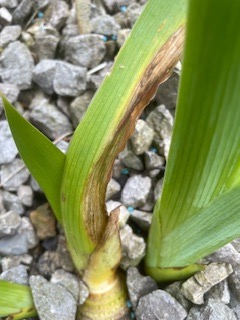 Wet Conditions Cut Out Discoloured Leaf