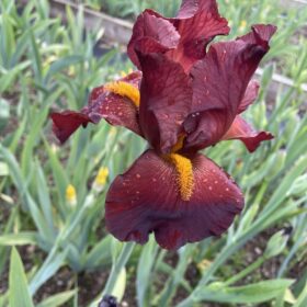Red Bearded Iris Red Pike