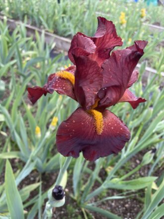 Red Bearded Iris Red Pike